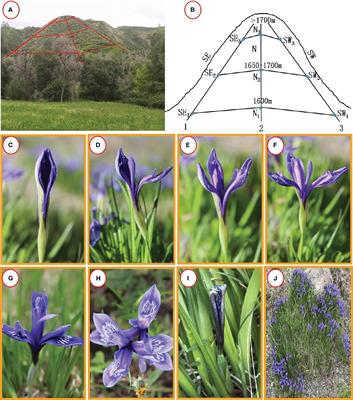 Impact of a heterogeneous environment on the population expansion of the harmful plant Iris ruthenica Ker-Gawl. in the high mountain grasslands